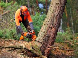 Reliable Falkville, AL Tree Removal Solutions