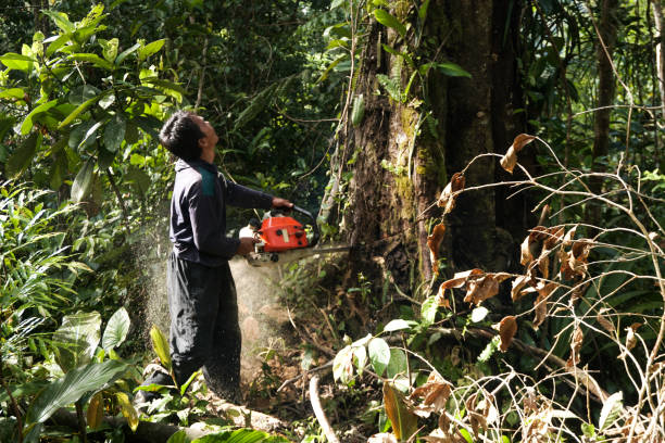 Trusted Falkville, AL Tree Removal Experts